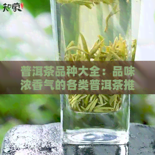 普洱茶品种大全：品味浓香气的各类普洱茶推荐及特点解析