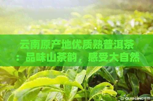 云南原产地优质熟普洱茶：品味山茶韵，感受大自然的恩赐