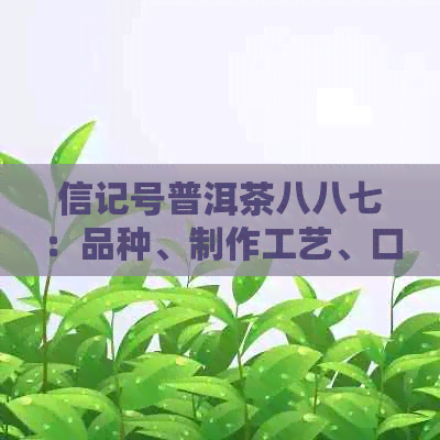 信记号普洱茶八八七：品种、制作工艺、口感与功效详解，如何选择和品鉴？