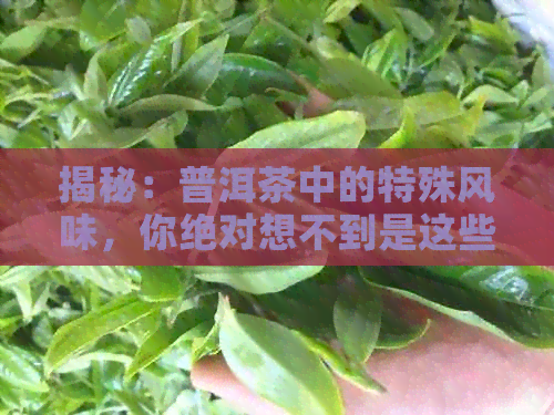 揭秘：普洱茶中的特殊风味，你绝对想不到是这些！