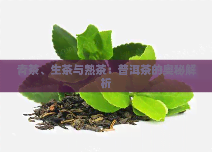 青茶、生茶与熟茶：普洱茶的奥秘解析