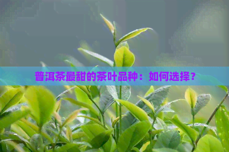 普洱茶最甜的茶叶品种：如何选择？