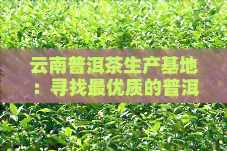 云南普洱茶生产基地：寻找更优质的普洱茶厂