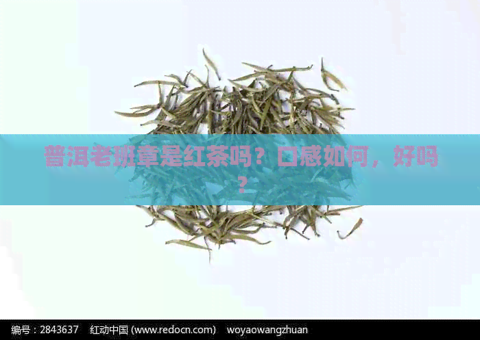 普洱老班章是红茶吗？口感如何，好吗？