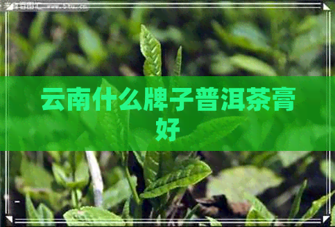 云南什么牌子普洱茶膏好