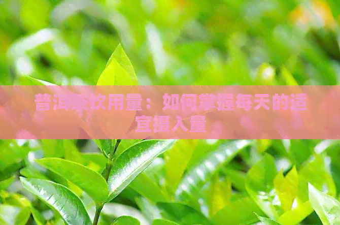 普洱茶饮用量：如何掌握每天的适宜摄入量