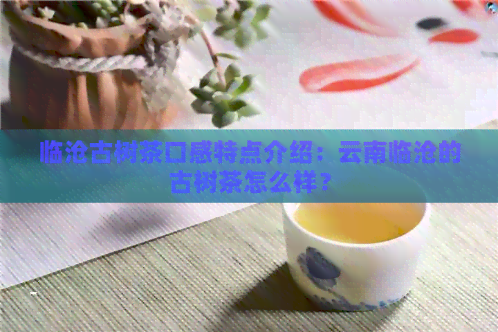 临沧古树茶口感特点介绍：云南临沧的古树茶怎么样？