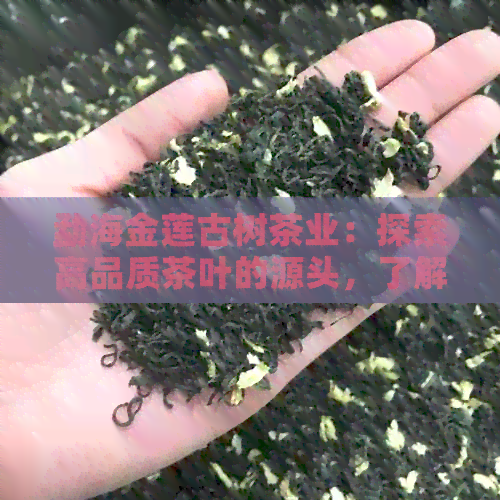 勐海金莲古树茶业：探索高品质茶叶的源头，了解古树茶的历与文化