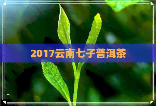 2017云南七子普洱茶