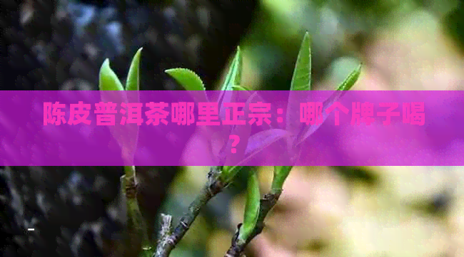 陈皮普洱茶哪里正宗：哪个牌子喝？