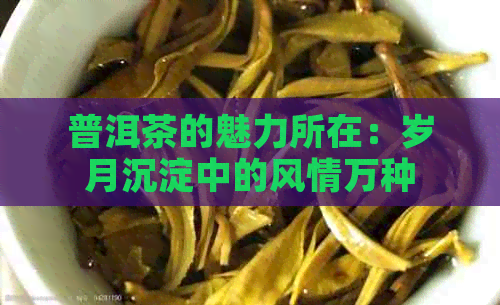 普洱茶的魅力所在：岁月沉淀中的风情万种