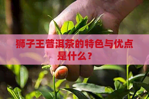 狮子王普洱茶的特色与优点是什么？