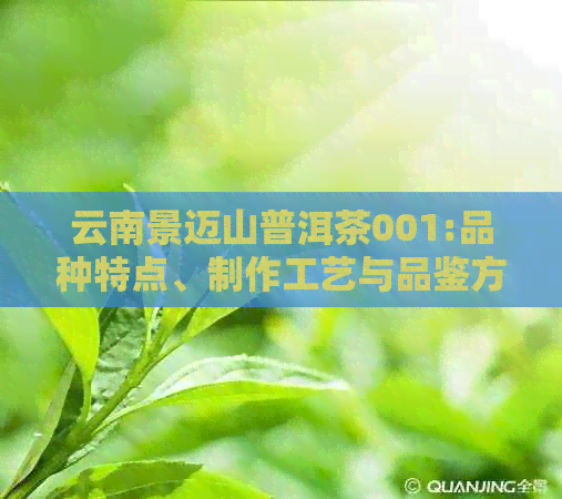 云南景迈山普洱茶001:品种特点、制作工艺与品鉴方法一文解析