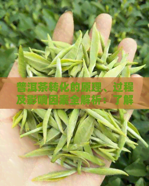 普洱茶转化的原理、过程及影响因素全解析：了解普洱茶的真实面貌