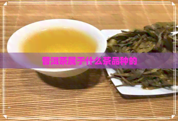 普洱茶属于什么茶品种的