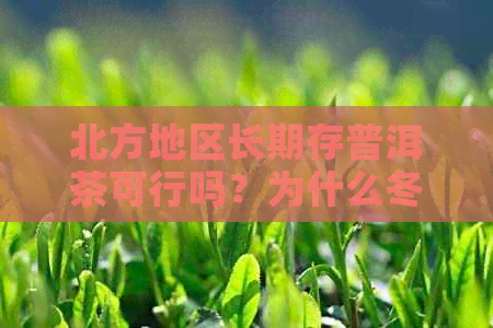 北方地区长期存普洱茶可行吗？为什么冬天合适？