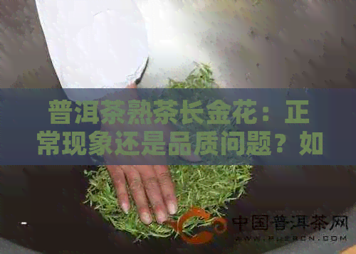 普洱茶熟茶长金花：正常现象还是品质问题？如何判断与饮用建议