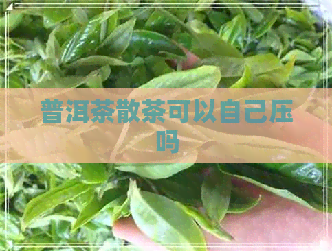 普洱茶散茶可以自己压吗