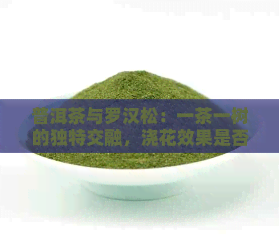 普洱茶与罗汉松：一茶一树的独特交融，浇花效果是否适合？