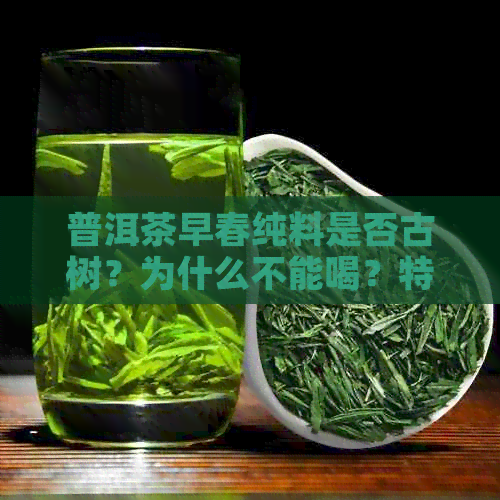 普洱茶早春纯料是否古树？为什么不能喝？特点与价格关系