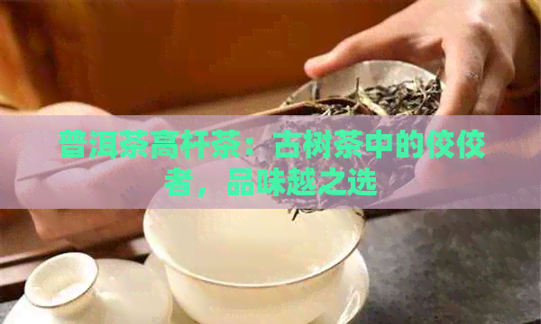 普洱茶高杆茶：古树茶中的佼佼者，品味越之选