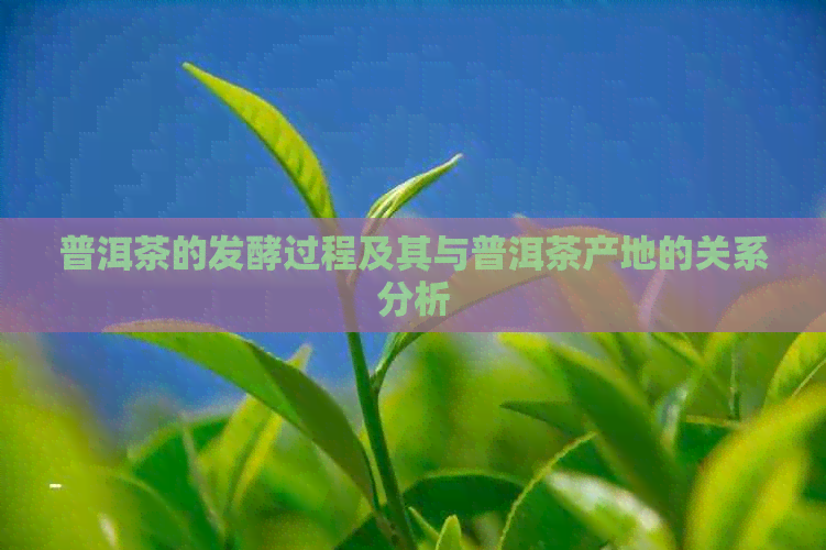 普洱茶的发酵过程及其与普洱茶产地的关系分析