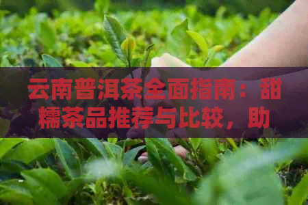 云南普洱茶全面指南：甜糯茶品推荐与比较，助您轻松选购理想茶叶