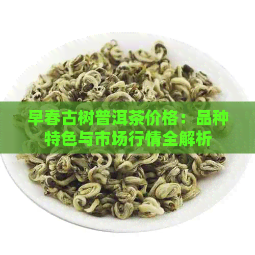 早春古树普洱茶价格：品种特色与市场行情全解析