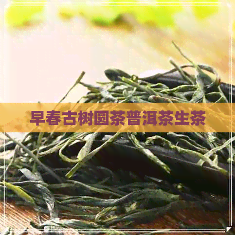 早春古树圆茶普洱茶生茶