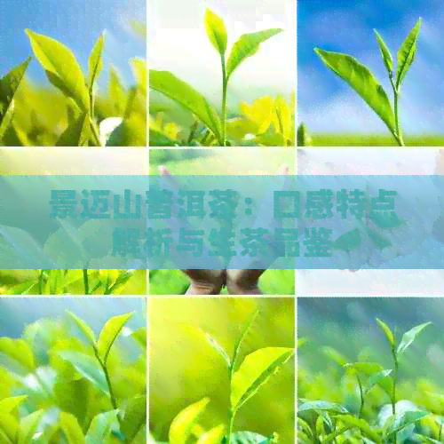 景迈山普洱茶：口感特点解析与生茶品鉴