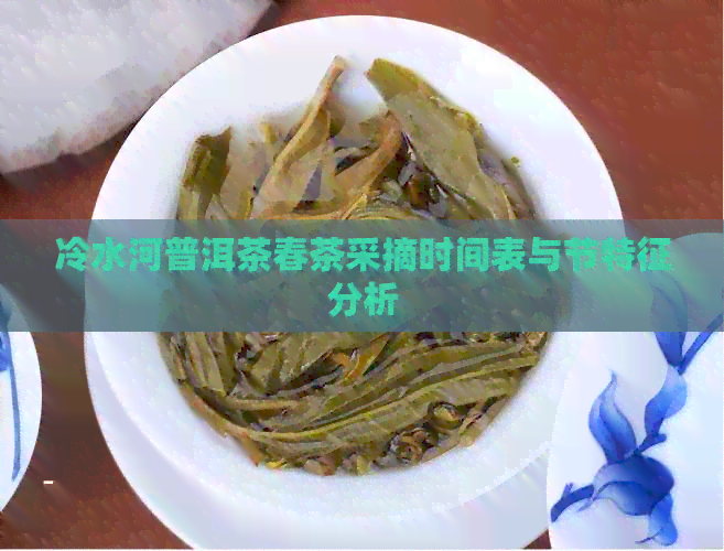 冷水河普洱茶春茶采摘时间表与节特征分析