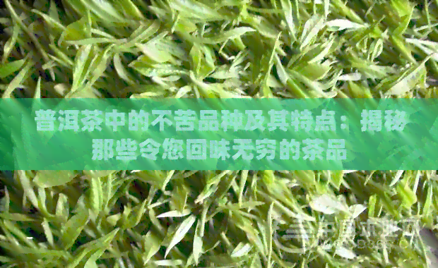 普洱茶中的不苦品种及其特点：揭秘那些令您回味无穷的茶品