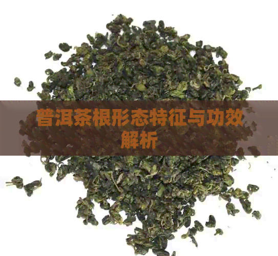 普洱茶根形态特征与功效解析