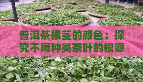 普洱茶根茎的颜色：探究不同种类茶叶的根源特征