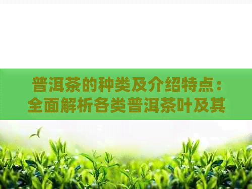 普洱茶的种类及介绍特点：全面解析各类普洱茶叶及其独特魅力