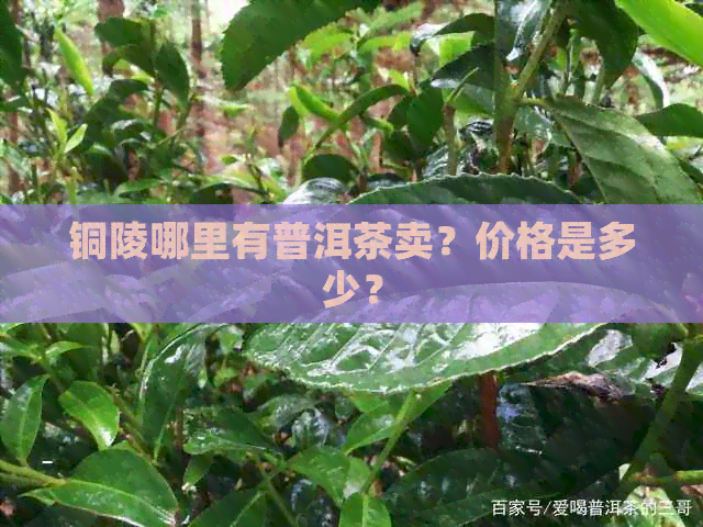 铜陵哪里有普洱茶卖？价格是多少？