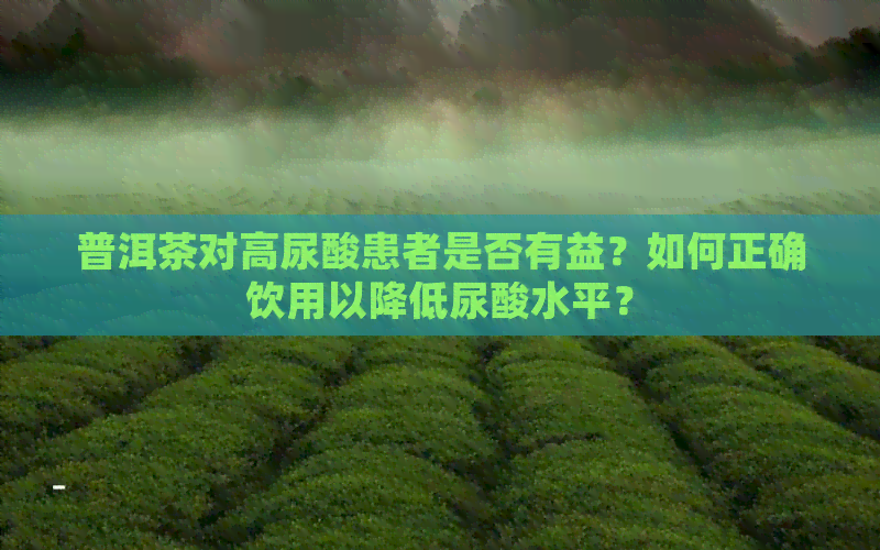 普洱茶对高尿酸患者是否有益？如何正确饮用以降低尿酸水平？