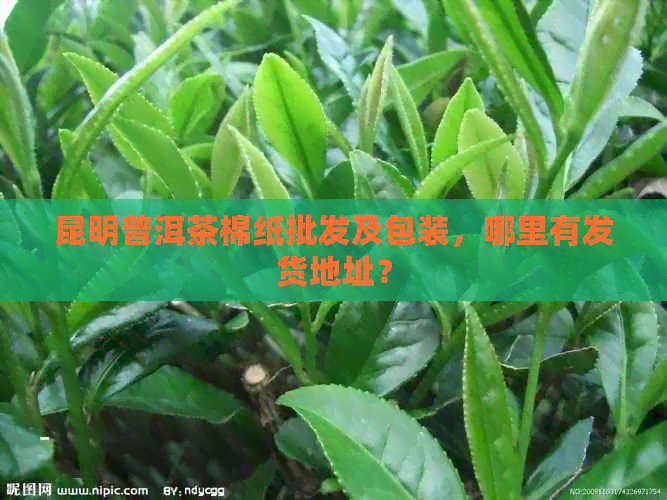 昆明普洱茶棉纸批发及包装，哪里有发货地址？