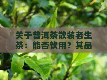 关于普洱茶散装老生茶：能否饮用？其品质和功效如何？