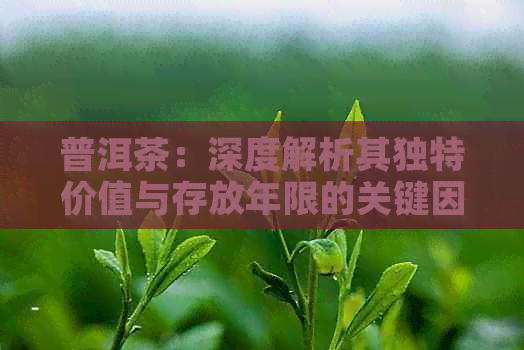 普洱茶：深度解析其独特价值与存放年限的关键因素