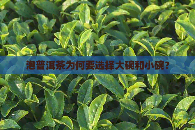 泡普洱茶为何要选择大碗和小碗？