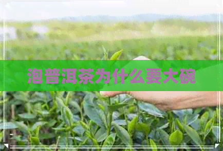 泡普洱茶为什么要大碗