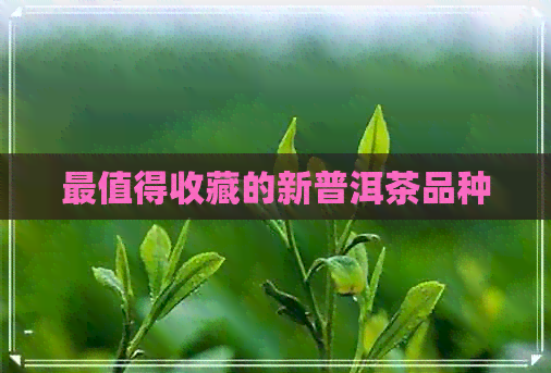 最值得收藏的新普洱茶品种