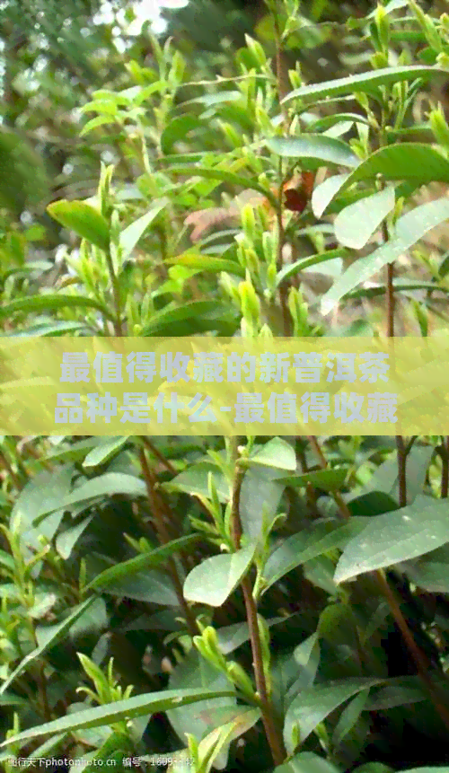 最值得收藏的新普洱茶品种是什么-最值得收藏的新普洱茶品种是什么茶