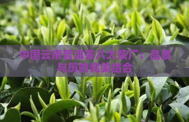中国云南普洱茶八大茶厂：品质与历的完美结合