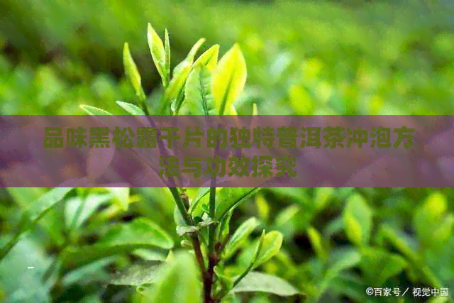 品味黑松露干片的独特普洱茶冲泡方法与功效探究