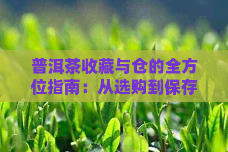 普洱茶收藏与仓的全方位指南：从选购到保存，让您的茶叶保持品质