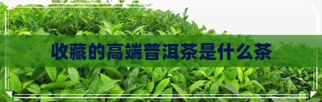 收藏的高端普洱茶是什么茶