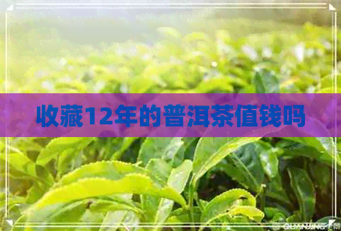 收藏12年的普洱茶值钱吗