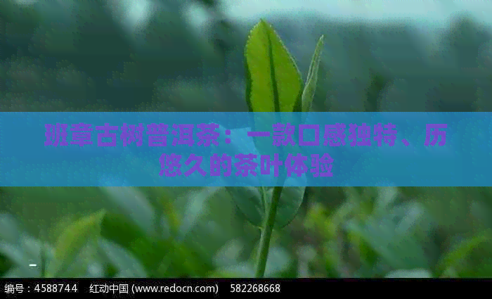 班章古树普洱茶：一款口感独特、历悠久的茶叶体验